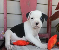 Mike, a male American Bulldog for sale in Fair Grove, MO – Photo 7 of 9