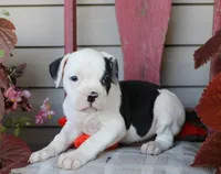 Mike, a male American Bulldog for sale in Fair Grove, MO – Photo 2 of 9