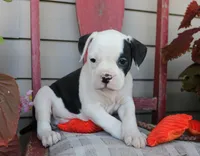 Mike, a male American Bulldog for sale in Fair Grove, MO – Photo 6 of 9