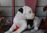 Mike, a male American Bulldog for sale in Fair Grove, MO – Photo 4 of 9