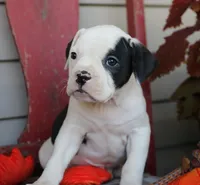 Mike, a male American Bulldog for sale in Fair Grove, MO – Photo 8 of 9