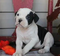 Mike, a male American Bulldog for sale in Fair Grove, MO – Photo 5 of 9