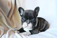 Bobby Wasibi, a male French Bulldog for sale in Fair Grove, MO – 2 of 7
