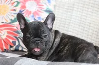 Moo Shu, a male French Bulldog for sale in Fair Grove, MO – 6 of 7