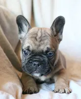 Wonton, a male French Bulldog for sale in Fair Grove, MO – 6 of 6