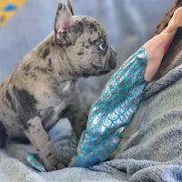 Balboa, a male French Bulldog for sale in Fair Grove, MO – Photo 3 of 4