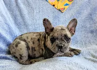 Balboa, a male French Bulldog for sale in Fair Grove, MO – Photo 1 of 4