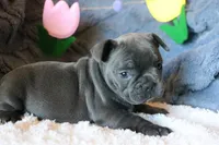 Patsy, a female French Bulldog for sale in Fair Grove, MO – 9 of 9