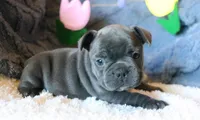 Patsy, a female French Bulldog for sale in Fair Grove, MO – 8 of 9