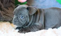 Patsy, a female French Bulldog for sale in Fair Grove, MO – 6 of 9