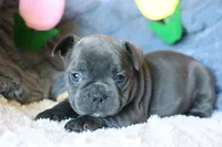 Patsy, a female French Bulldog for sale in Fair Grove, MO – 5 of 9