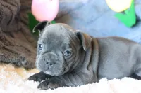 Patsy, a female French Bulldog for sale in Fair Grove, MO – 4 of 9