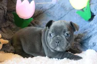 Patsy, a female French Bulldog for sale in Fair Grove, MO – 3 of 9