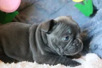 Patsy, a female French Bulldog for sale in Fair Grove, MO – 2 of 9