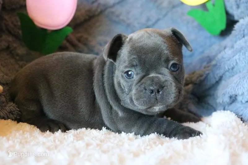 Patsy – French Bulldog puppy on hold in Fair Grove, MO