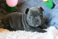 Patsy, a female French Bulldog for sale in Fair Grove, MO – 1 of 9