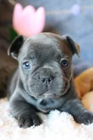 Patsy, a female French Bulldog for sale in Fair Grove, MO – 7 of 9