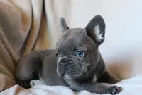 Chop Stix (Dumplin), a male French Bulldog for sale in Fair Grove, MO – 2 of 5