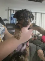 Looni, a male Yorkshire Terrier for sale in Miami, FL – Photo 6 of 9