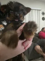 Looni, a male Yorkshire Terrier for sale in Miami, FL – Photo 1 of 9