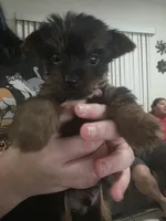 Looni, a male Yorkshire Terrier for sale in Miami, FL – Photo 2 of 9