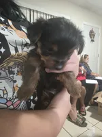 Looni, a male Yorkshire Terrier for sale in Miami, FL – Photo 3 of 9