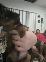 Looni, a male Yorkshire Terrier for sale in Miami, FL – Photo 4 of 9