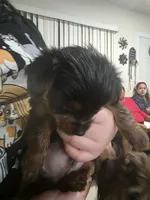 Looni, a male Yorkshire Terrier for sale in Miami, FL – Photo 8 of 9