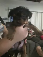 Looni, a male Yorkshire Terrier for sale in Miami, FL – Photo 9 of 9