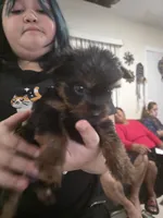 Looni, a male Yorkshire Terrier for sale in Miami, FL – Photo 5 of 9