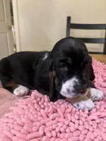 Boy2, a male Basset Hound for sale in San Bernardino, CA – 4 of 6