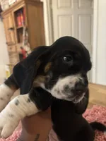 Boy2, a male Basset Hound for sale in San Bernardino, CA – 3 of 6