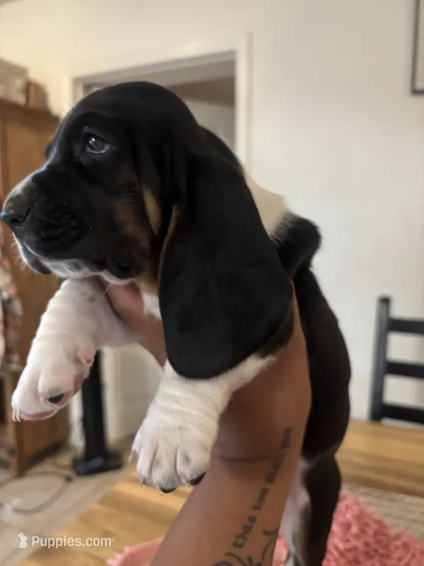 Girl 2  – Basset Hound puppy for sale in San Bernardino, CA