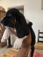 Girl 2 , a female Basset Hound for sale in San Bernardino, CA – 1 of 4