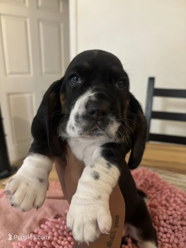 Boy2 – Basset Hound puppy for sale in San Bernardino, CA
