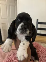 Boy2, a male Basset Hound for sale in San Bernardino, CA – 1 of 6