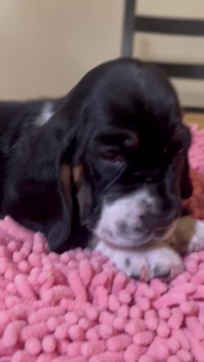 Boy2, a male Basset Hound for sale in San Bernardino, CA – 6 of 6