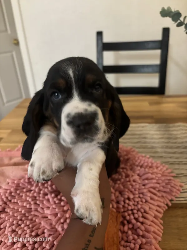 Boy 3 – Basset Hound puppy for sale in San Bernardino, CA