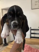 Girl 2 , a female Basset Hound for sale in San Bernardino, CA – 2 of 4