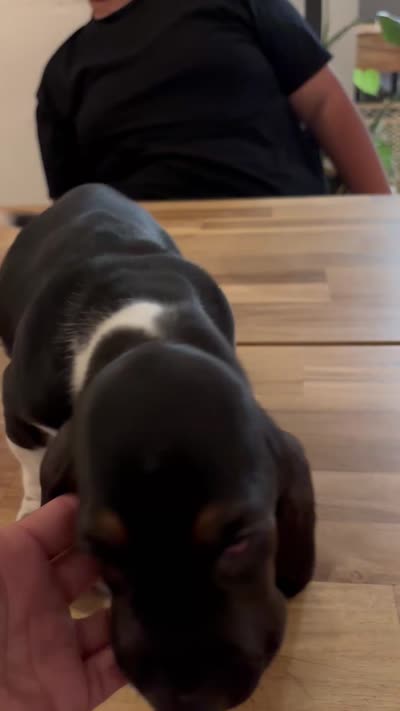 Boy 4 , a male Basset Hound for sale in San Bernardino, CA – 6 of 6