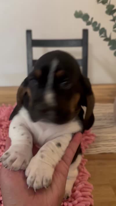 Girl 1 , a female Basset Hound for sale in San Bernardino, CA – 4 of 4