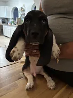 Boy 4 , a male Basset Hound for sale in San Bernardino, CA – 3 of 6