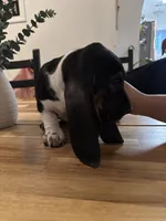 Boy 4 , a male Basset Hound for sale in San Bernardino, CA – 4 of 6