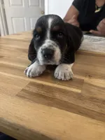 Boy 1 , a male Basset Hound for sale in San Bernardino, CA – 1 of 3