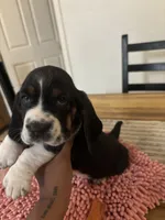Boy 3, a male Basset Hound for sale in San Bernardino, CA – 2 of 4