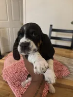 Boy 3, a male Basset Hound for sale in San Bernardino, CA – 3 of 4