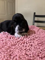 Boy2, a male Basset Hound for sale in San Bernardino, CA – 2 of 6