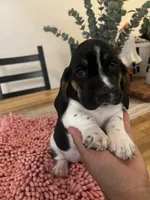 Girl 1 , a female Basset Hound for sale in San Bernardino, CA – 3 of 4