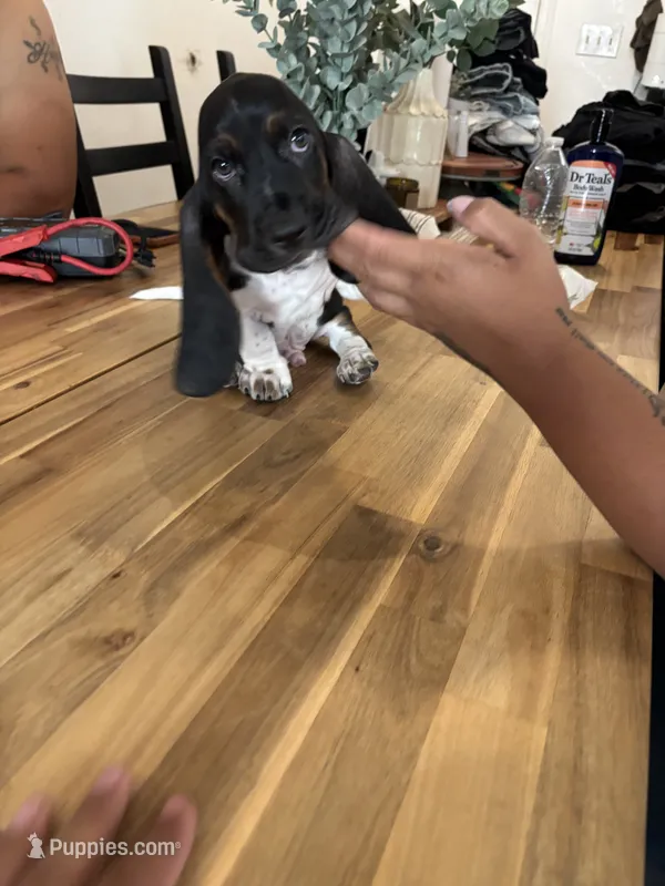 Boy 4  – Basset Hound puppy for sale in San Bernardino, CA