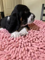 Boy2, a male Basset Hound for sale in San Bernardino, CA – 5 of 6